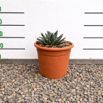 Agáve kráľovská (Agave victoriae-reginae) - výška 10-15 cm, ⌀ 20-30 cm, kont. C6L (-20°C)